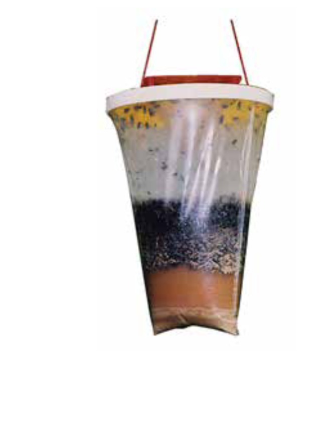 FLY TRAP